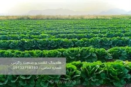 راهنمای جامع خرید کاهو صادراتی با کیفیت ممتاز و قیمت رقابتی از هلدینگ کشت و صنعت زاگرس