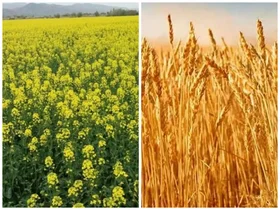 آغاز کشت پاییزه در مازندران با سطح زیر کشت 110 هزار هکتار