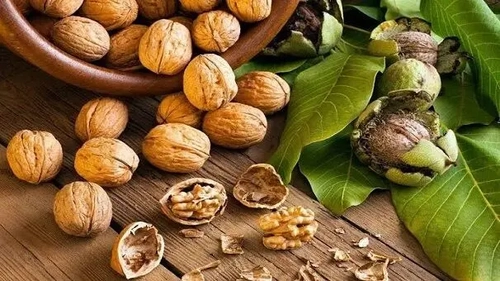 پیش‌بینی تولید ۱۴۰۰ تنی گردو در گلستان