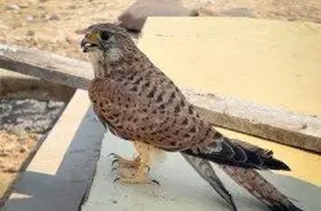 برچیدن کوخه زنده گیری پرندگان شکاری و نجات دو دلیجه در کیش