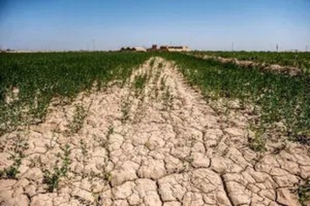 خبر خوش برای کشاورزان؛ آغاز بیمه رایگان ۱۷ محصول استراتژیک کشاورزی با حمایت صددرصدی دولت از مهرماه