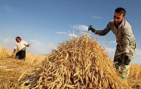 اصلاح سیاست‌های قیمت‌گذاری گندم برای حمایت از کشاورزان
