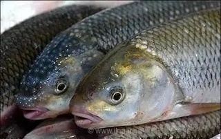 چهارمحال و بختیاری، الگو در تولید آبزی و پرورش ماهی