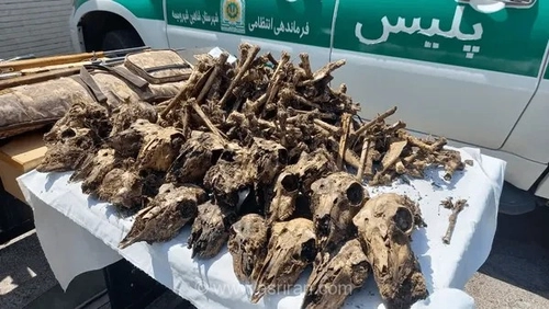 کشف ۴۱ جمجمه آهو در چاه شاهین‌شهر؛ شکارچیان غیرقانونی دستگیر شدند