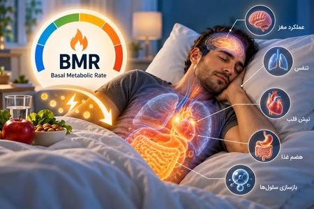 محاسبه آنلاین BMR و میزان مصرف کالری روزانه
