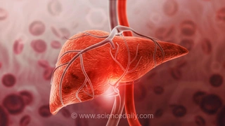 هورمون کاهش وزن می‌تواند از کبد محافظت کند، حتی بدون کاهش وزن