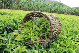 پیش‌بینی ۴۰۰۰ میلیارد تومانی برای خرید برگ سبز چای/ پرداخت ۷۵ درصد مطالبات چایکاران