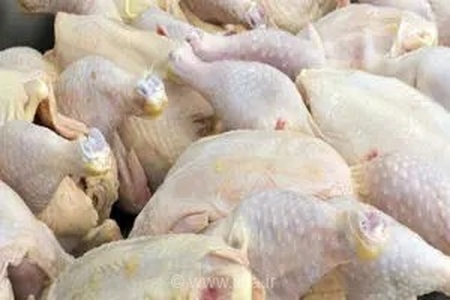 خیز بلند هرمزگان در تولید گوشت سفید؛ ثبت رکورد ۱۲ هزار تنی در واحدهای پرورش طیور استان
