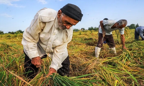 خسارت خشکسالی در مبارکه؛ غرامت ناکافی برای کشاورزان