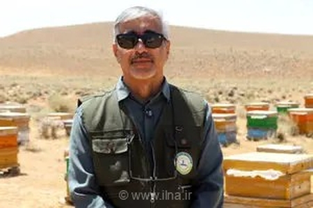 نقش حیاتی زنبور عسل در امنیت غذایی؛ افزایش ۱۰۰ درصدی محصولات کشاورزی با گرده‌افشانی حشرات