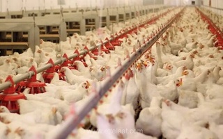 آغاز واکسیناسیون ۲.۲ میلیون طیور بومی در مازندران برای مقابله با بیماری‌ها