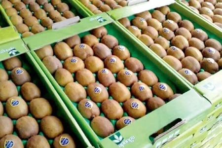 صادرات ۴۴۴ تن کیوی از مازندران به چهار کشور