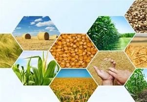 ضرورت ایجاد پایانه‌های صادراتی تخصصی برای محصولات کشاورزی استان مرکزی