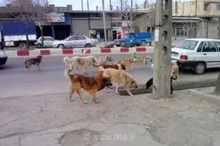 تأکید بر مدیریت محله‌محور سگ‌های پرسه‌زن و ضرورت تسریع در نهایی‌شدن آیین‌نامه اجرایی برنامه هفتم پیشرفت