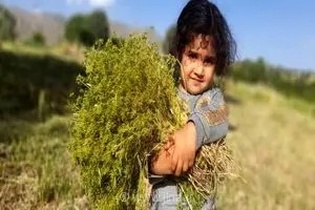 شناسایی ۱۶۵۸ گونه گیاهی در همدان؛ بیش از ۳۰۰ گونه با خواص دارویی، صنعتی و معطر