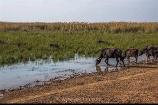 تلاش برای مهار آخرین کانون آتش‌سوزی در تالاب هورالعظیم؛ عملیات اطفای حریق تا ساعات آینده تکمیل می‌شود