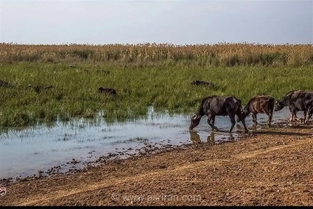 تلاش برای مهار آخرین کانون آتش‌سوزی در تالاب هورالعظیم؛ عملیات اطفای حریق تا ساعات آینده تکمیل می‌شود