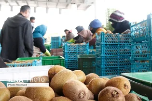صادرات کیوی آزاد شد