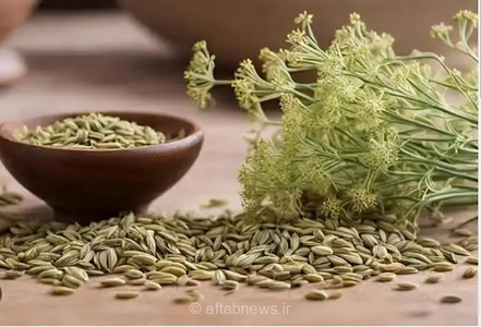 آیا رازیانه واقعاً شیر مادر را افزایش می‌دهد؟ هشدار متخصص داروسازی درباره باورهای سنتی و شواهد علمی
