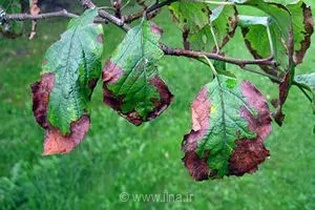 آغاز عملیات ضربتی برای نجات جنگل‌های هیرکانی و زیستگاه‌های حساس کشور از چنگ آفات و بیماری‌های گیاهی