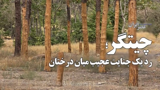جنایت در چیتگر؛ خراش‌های مرموز روی درختان چه معنایی دارند؟