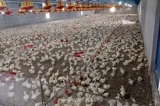 تحقق ۱۲۴ درصدی برنامه جوجه‌ریزی در فارس برای تأمین مرغ