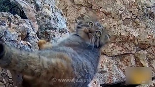 تصویر نادری از گربه پالاس در کوه‌های شمال ایران ثبت شد