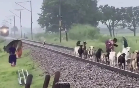 برخورد قطار با گله بز در هند؛ نجات معجزه آسا سه زن