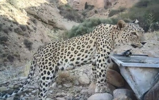 شناسایی پلنگ ماده جدید در منطقه شکار ممنوع کوه سفید دماوند