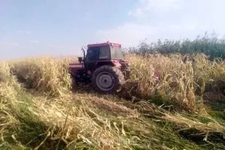 امحای ۳۸ هکتار مزرعه ذرت با آب‌های نامتعارف در شمال شرق شیراز