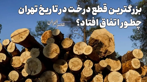 قطع گسترده درختان در تهران: بررسی ماجرای چیتگر و آمار نگران‌کننده