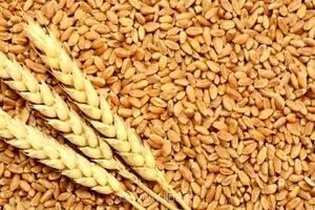 تامین ذخایر راهبردی گندم چهارمحال و بختیاری با آغاز بارگیری محموله ۲۵ هزار تنی از استان‌های کشور