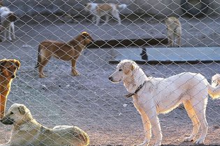 افزایش گزش سگ در خراسان رضوی و هشدار درباره هاری