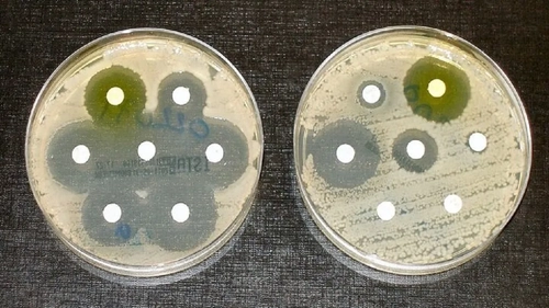 کشف آنتی‌بیوتیک‌های جدید از باکتری‌های حشره‌کش