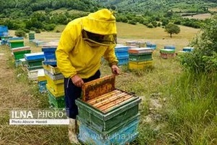 پیش‌بینی تولید ۴۰۰۰ تن عسل در استان همدان به دلیل بارش‌های مطلوب بهاری