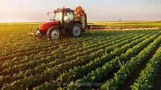 خشکسالی در سوئیس؛ کشاورزان زودتر از موعد دام‌ها را از مراتع جمع‌آوری می‌کنند