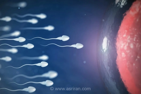 آناتومی اسپرم: ساختار و وظایف سلول جنسی نر به همراه اینفوگرافیک
