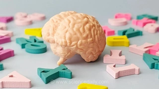 افراد چندزبانه ممکن است مغزی تا ۱۳ سال جوان‌تر داشته باشند