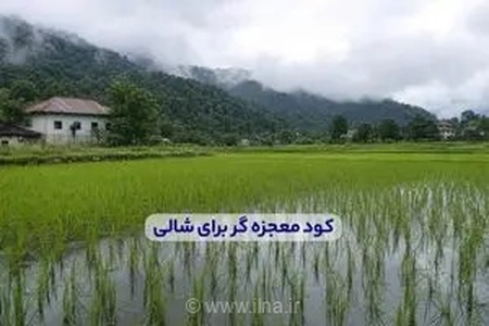 راز افزایش چشمگیر محصول شالیزار: راهنمای جامع استفاده از کود معجزه گر برای رشد بهینه برنج