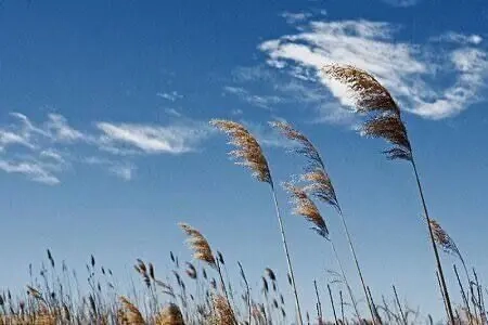 پیش‌بینی هوای صاف تا نیمه‌ابری گیلان تا اواخر هفته