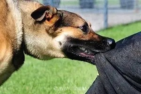 تکرار فاجعه حمله سگ‌های بلاصاحب در سنندج؛ چرا مدیریت شهری در برابر تهدید جان کودکان سکوت کرده است؟