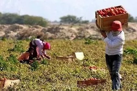 بهره‌برداری از ۳۲ پروژه کشاورزی در هرمزگان با اعتبار ۱۴.۵ هزار میلیارد تومان و ایجاد ۲۶ هزار فرصت شغلی