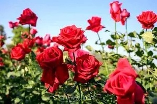 صادرات ۱.۶ میلیون شاخه گل رز از شیراز به بازارهای منطقه