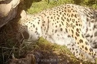 مرگ پلنگ ایرانی در نایین؛ بررسی‌ها نشانه‌ای از شکار یا مسمومیت نیافت
