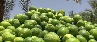 برداشت ۳۶ هزار تنی لیمو از باغات بوشهر؛ پیش‌بینی تولید ۸۰ هزار تنی