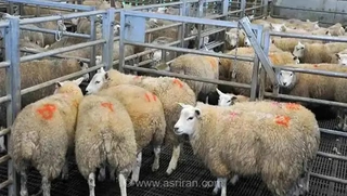 سقوط ۳۰ درصدی قیمت دام زنده در بازار؛ چرا قیمت گوشت قرمز برای مصرف‌کنندگان همچنان ثابت مانده است؟