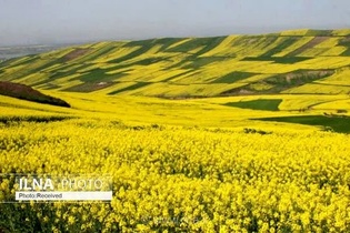 ایجاد نخستین مزرعه الگویی کلزا در نمین برای انتقال فناوری