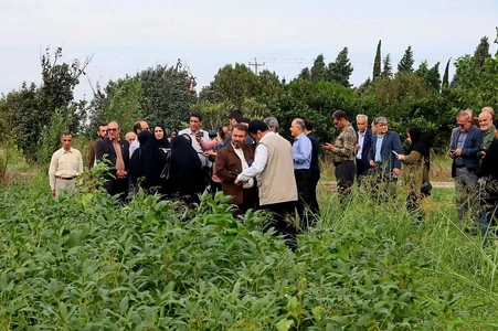 تلاش محققان مازندران برای تولید بذر و ارقام جدید کشاورزی