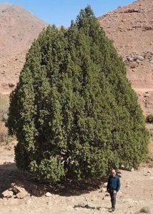 ثبت درخت ۹۰۰ ساله ارس تربت‌حیدریه به عنوان میراث طبیعی کشور
