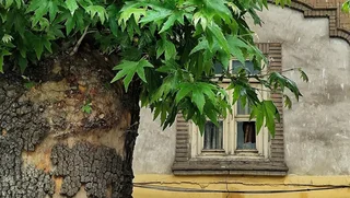 قطع چنار ۸۰۰ ساله زگلیک اهر؛ تشکیل پرونده قضایی